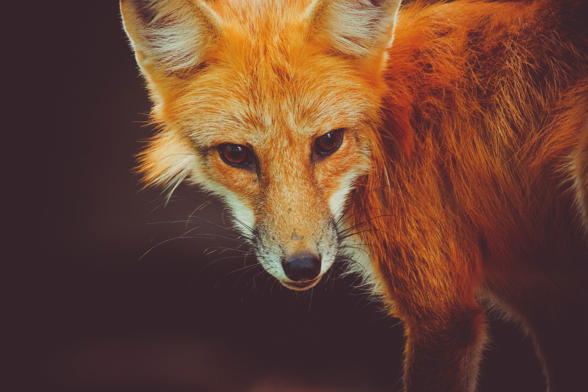 The image of which I use a crop as my avatar. A close-up of a red fox